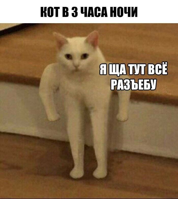 Котик 1