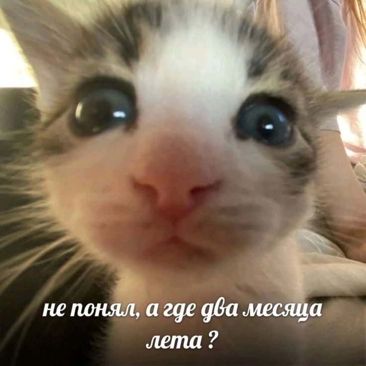 Котик 4